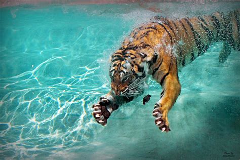 Tiger Claw Parimatch
